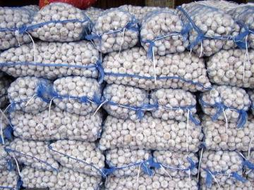 20kg mesh bag garlic