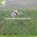 Nieuwe Harvest Factory Supply Gedroogde Ningxia Wolfberry