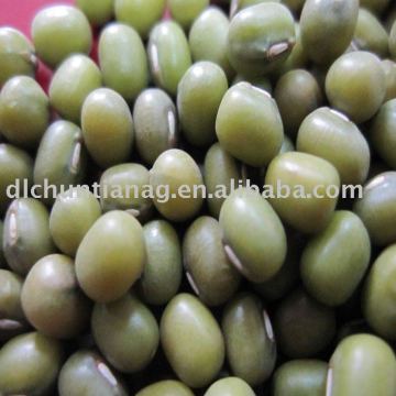 green mung bean (organic and common)