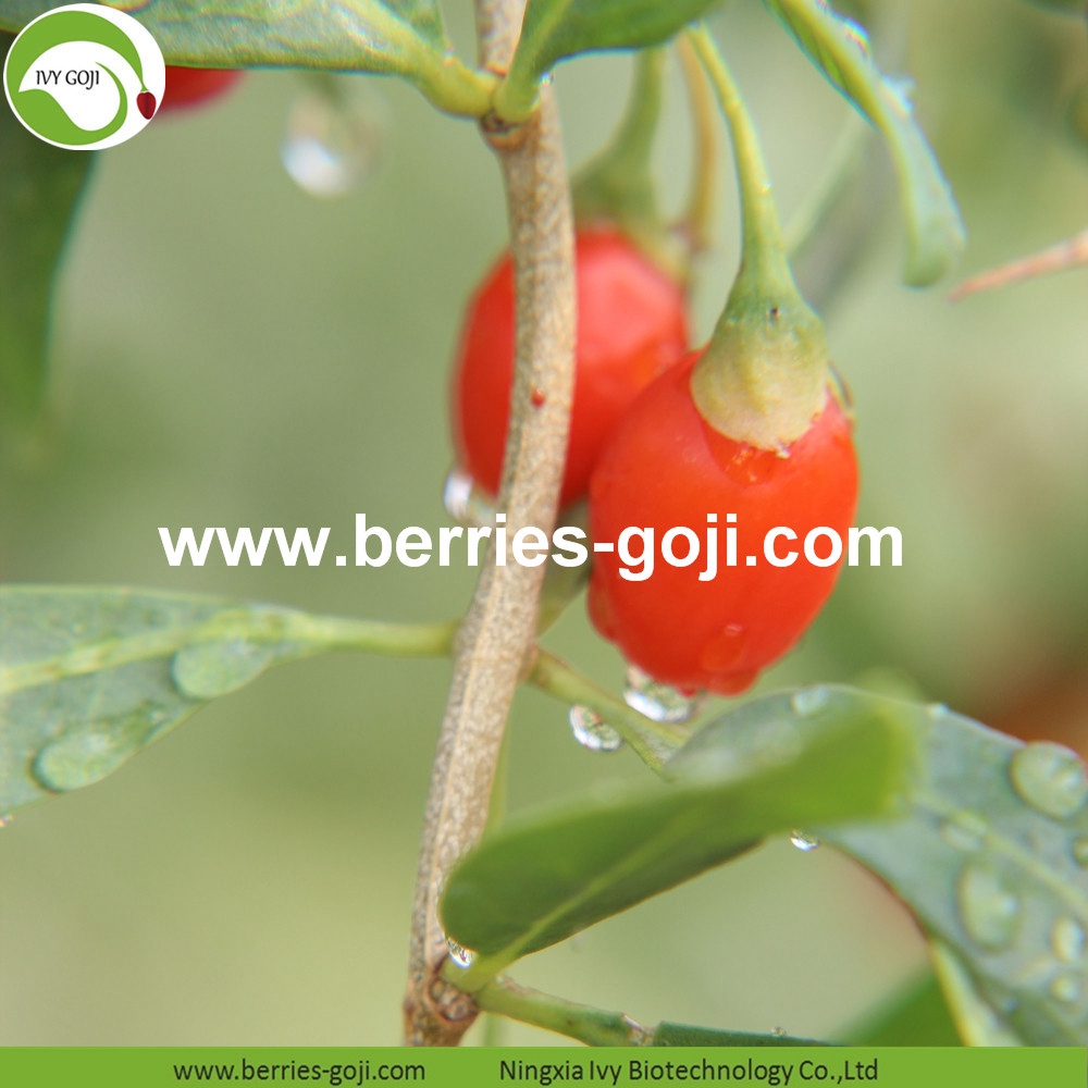 goji berry