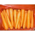 La migliore vendita di carote di ortaggi freschi nel 2018