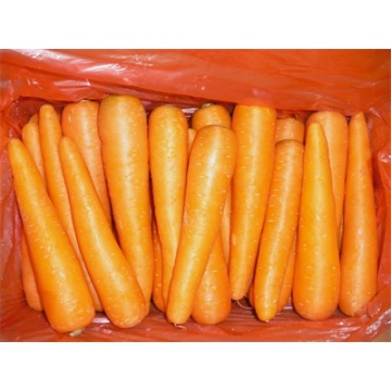 Καλύτερα φρέσκα λαχανικά καρότο ζεστό πώληση το 2018