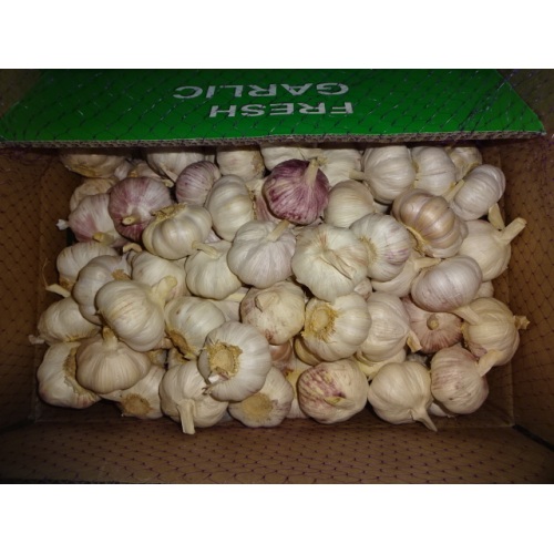 Season 2020 Normal White Garlic