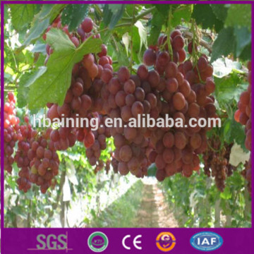 Vineyard anti hail net