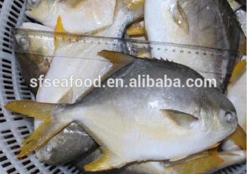 grouper fish of gold pomfret