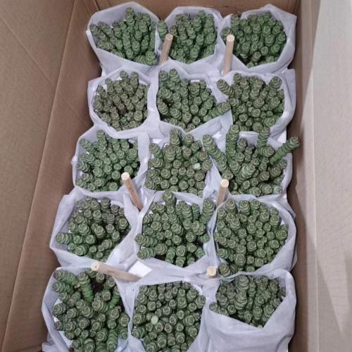 CEASSUlaceae met snelle levering