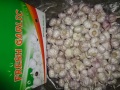 Musim Baru 2019 Bawang Putih Putih Normal