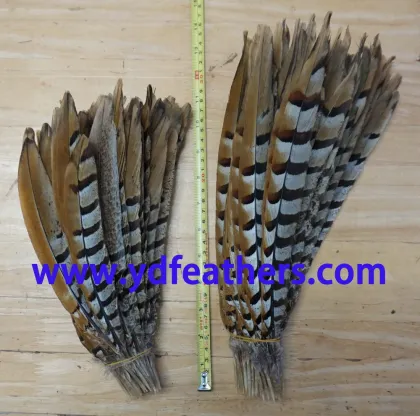 reeves pheasnat tail feather