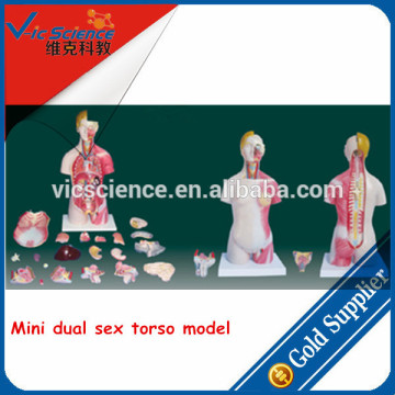 Mini dual sex torso model