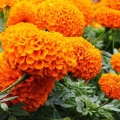 Estratto di fiori della calendula della salute degli occhi 80% in polvere di luteina