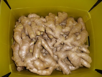 2019 new air dried ginger