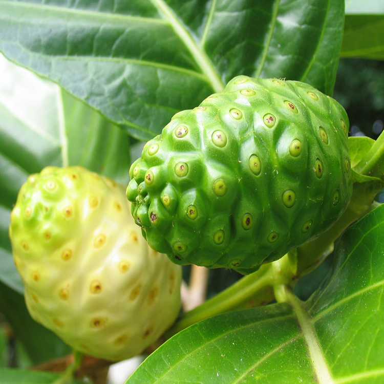 Noni Fruit Extract