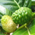 Extracto de fruta natural noni soluble en agua con polisacárido