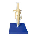 Modelo de articulación de la rodilla del perro