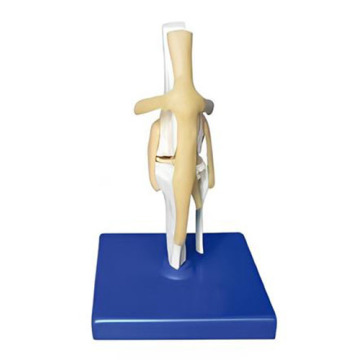 Modelo de articulación de la rodilla del perro