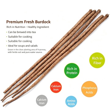 Yunnan Organiczny świeży korzeń łopianu