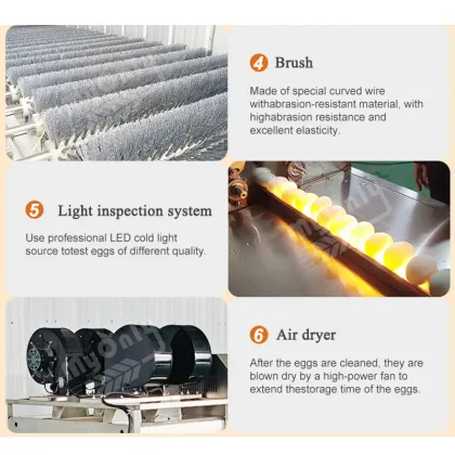 Industrial Chicken Egg Clean Machine: Salted Duck Egg Wash Machine for Sale