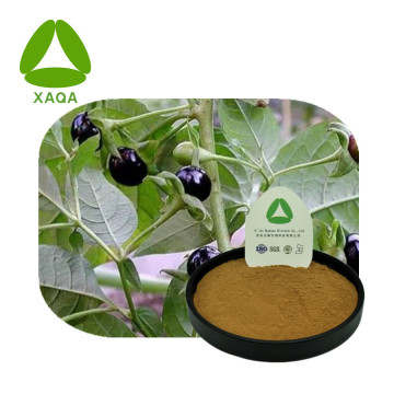 Atropa Belladonna Extract Hyoscyamine 1% Powder