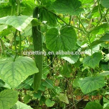 timun / keladi / kacang / kacang / jaring memanjat untuk tanaman kebun anda