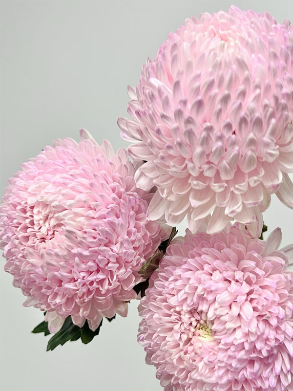 light pink ping-pong chrysanthemum1