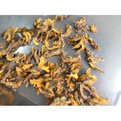 Famous Chinese herbal medicine Huanglian