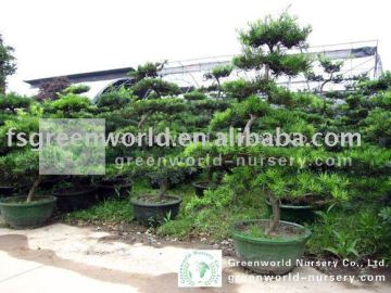 podocarpus macrophyllus bonsai nursery
