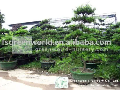 podocarpus macrophyllus bonsai nursery