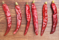 Chili Chaotian sec avec la couleur rouge