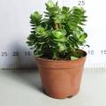 Cotyledon Tomentose Portulaca living indoor plants Supplier