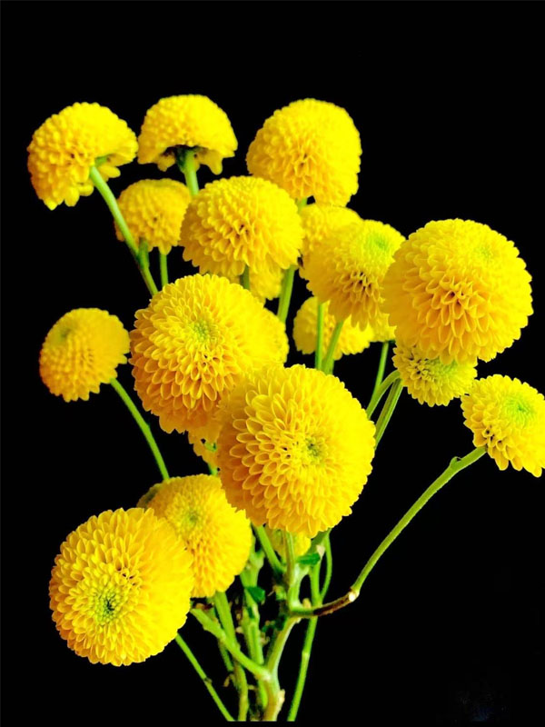 Lemon Yellow Pompon cut flower2