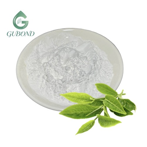 مستخلص الشاي الأخضر EGCG 95% مسحوق HPLC