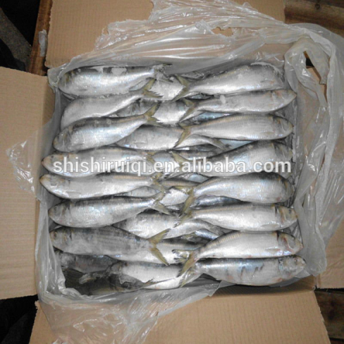 Frozen Bait Fish Frozen Whole Sardines Sardine Fish For Sale, High