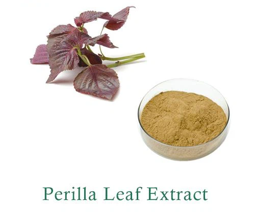 Free Sample Perilla Frutescens Extract Powder