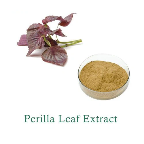 Free Sample Perilla Frutescens Extract Powder