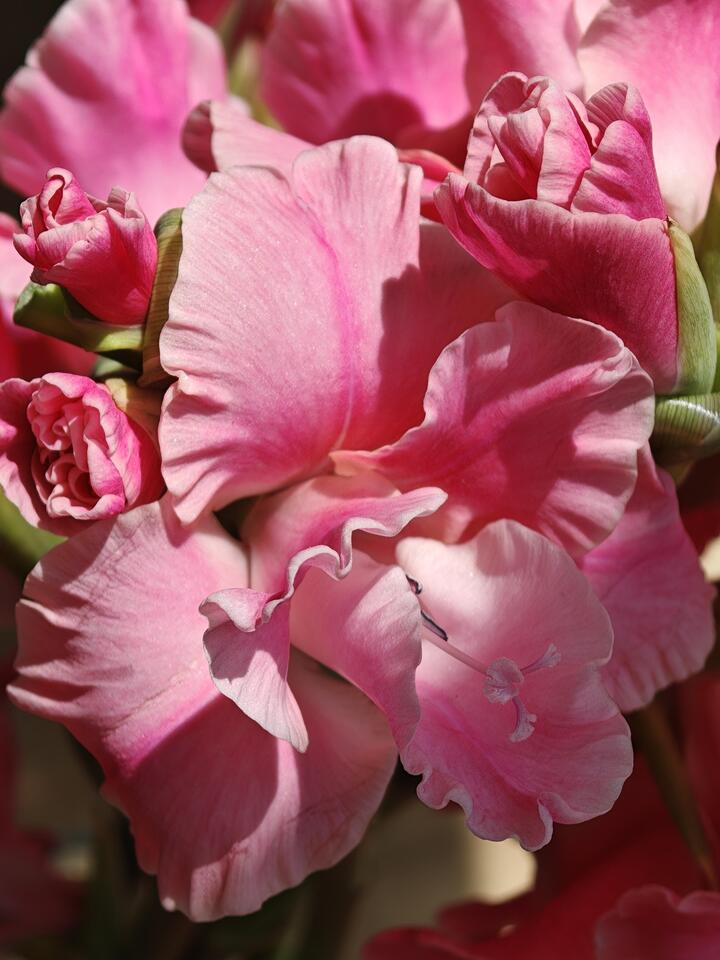 Royal Rose Gladiolus