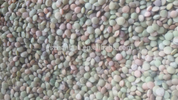 Green Lentils, 3.5-4.5mm size, Gansu origin, canned food grade materials
