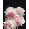 হালকা গোলাপী Wanxia Peony ফুল