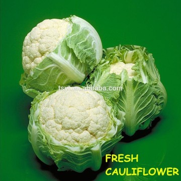 fresh cauliflower import and export