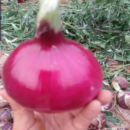 High Quality Fresh Onions