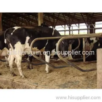 Cattle Farm Equipment Cattle Stall 