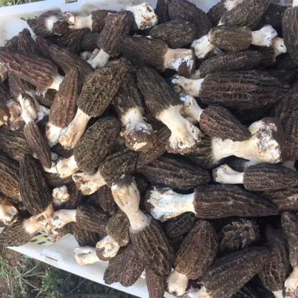 Yunnan Wild Fresh Morel Mushrooms Best Price