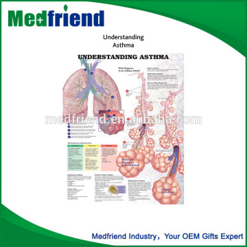 Cheap Wholesale Understanding Asthma Chart