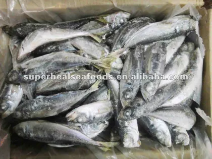 Frozen jack mackerel Horse mackerel