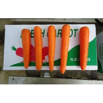 Fresh Sweet Red-Orange Organic Carrot Containing Rich Carot