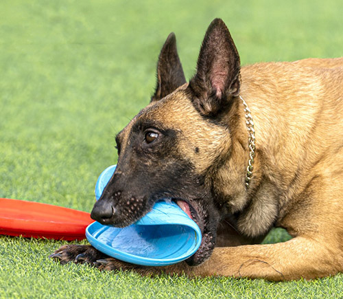 Introducing a New Product: Dog Chew Toy - Rubber Flying Disc for Your Beloved Pet