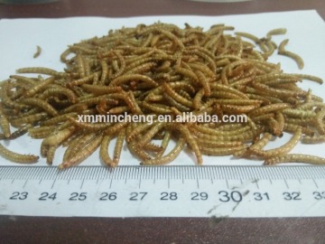 Full nutrition natural food aquarium fish food microwave dried mealworm