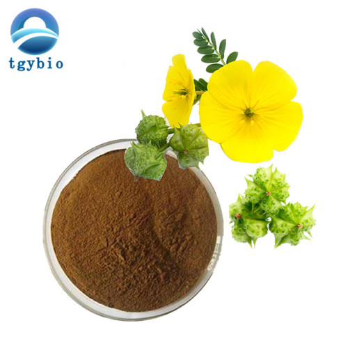 Tribulus terrestris extrahieren 90% Saponins Pulver