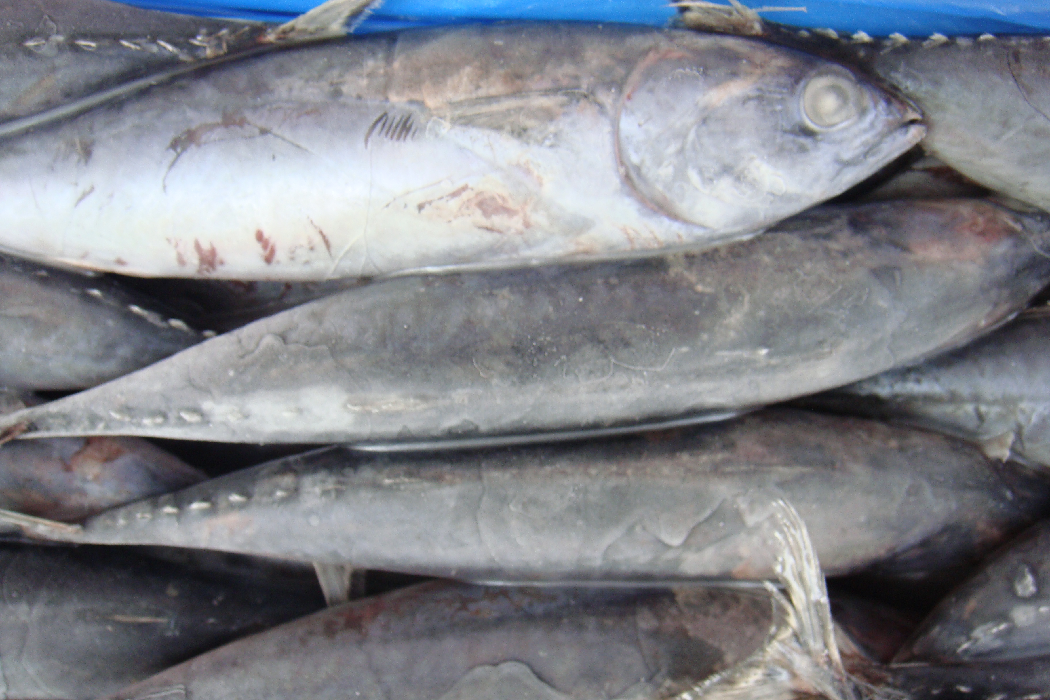 Недорогая Мороженая Рыба