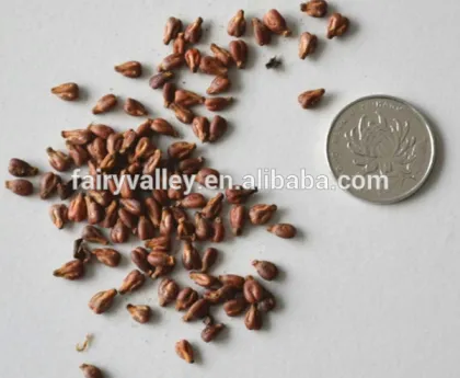 High Quality Newest Big Black Red Grape seeds for planting