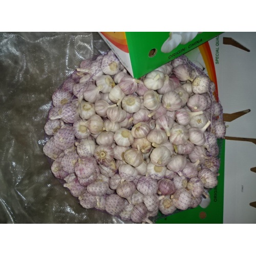 Fresh Garlic Normal Garlic